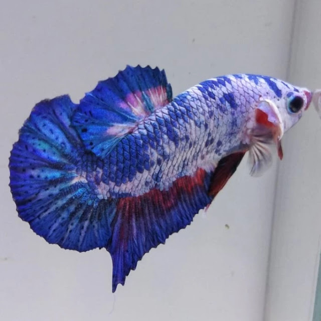 Kontes Ikan Hias SCH Royal Aquatics