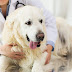 How to Care for Your Dog Heart Health Naturally