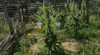Kingdom Come: Deliverance 2, KCD2, Comfrey