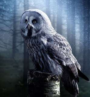 Are owl birds