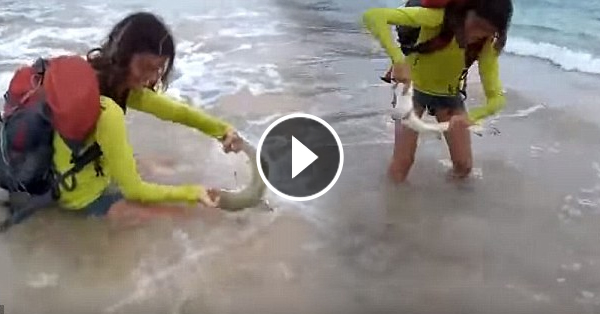 Tourist Who Was Bitten By A Shark While Taking Selfie With It Eventually Got Fined With $6,200 For Animal Cruelty