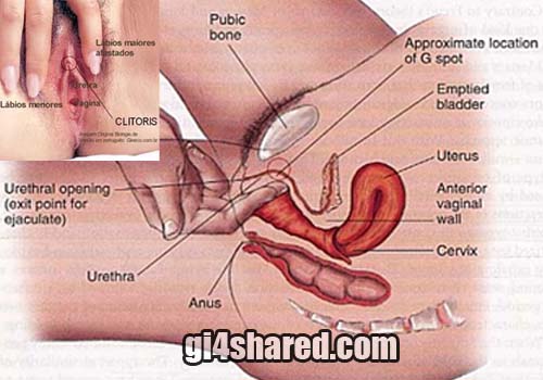 Understanding the female clitoris is the key for your female partner becomes