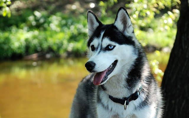 Cute husky dog