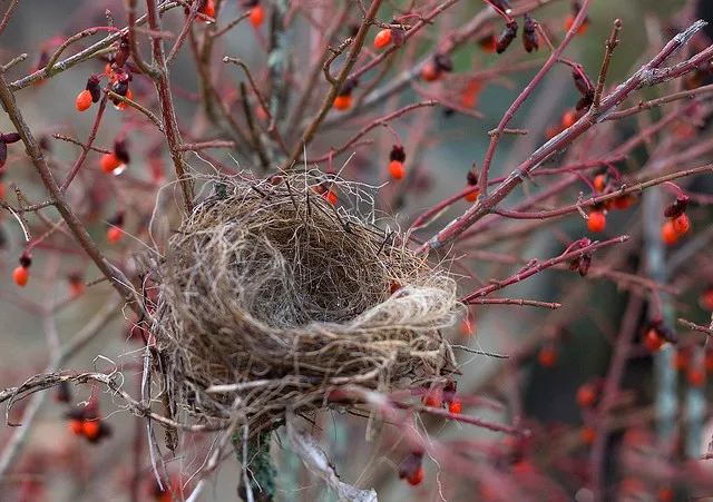 Advice For New Empty Nesters