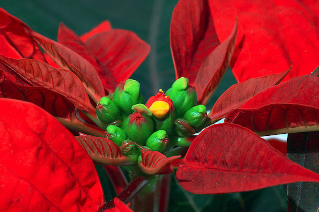 Poinsettia, lalupate the christmas flowers