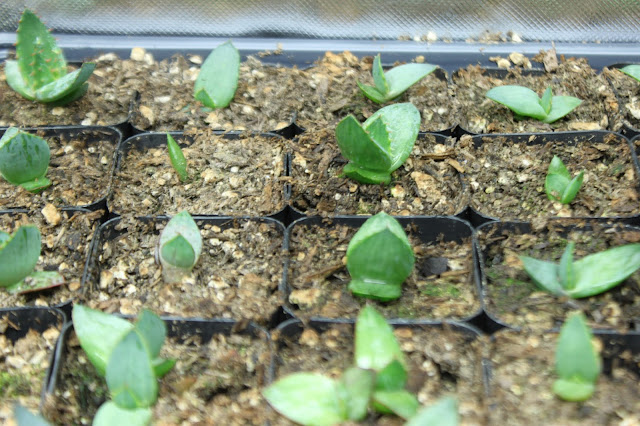 Aloe broomii seedlings