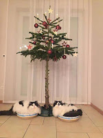 Gatos vs. árboles de Navidad