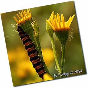 IMG_6716