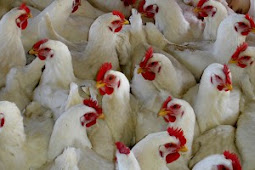 15 Pakan Pilihan Untuk Ayam Potong