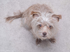 Bailey the Chesnut Mutt