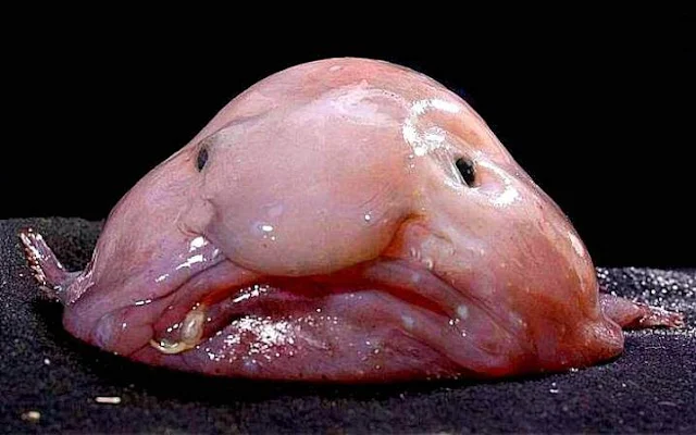 Este es el pez borrón, el pez más feo de todo el mundo