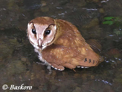 Burung Hantu Serak Bukit atau Wowo-wiwi