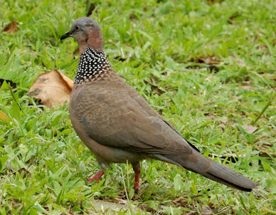 珠頸斑鳩