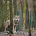 ΔΕΝ ΑΝΗΚΕΙ ΕΔΩ! Ανησυχία στην Γερμανία για τον λύκο 
