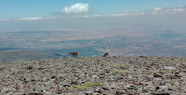 Picón,Sierra Nevada