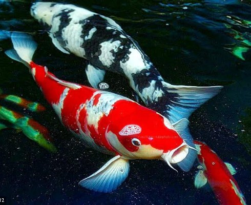 Ikan Koi