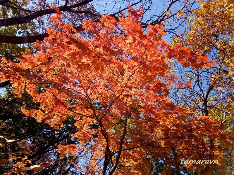 Клён ложнозибольдов (Acer pseudosieboldianum)