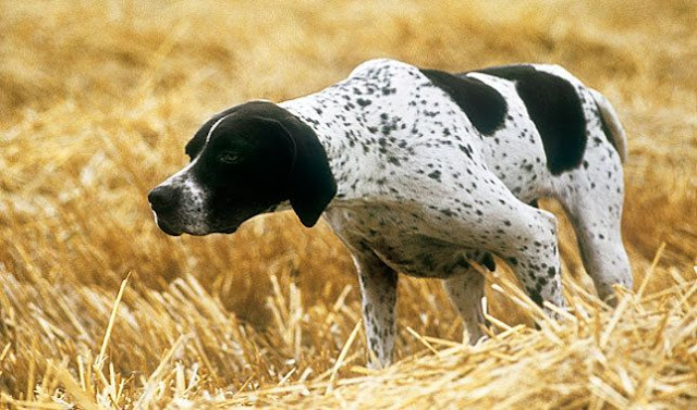 "Elegant Pointer Dog showcasing its grace and athleticism during a field exercise, embodying the breed's natural hunting instincts and spirited nature."