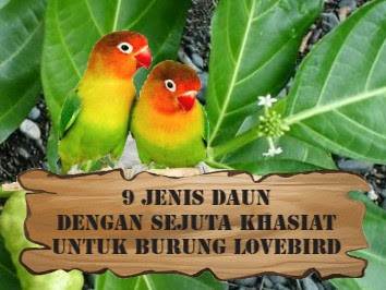 9 Jenis Daun  yg Bagus untuk  Lovebird  BeternakDirumah
