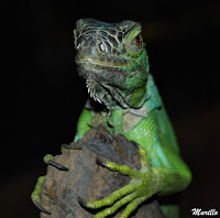 Iguana verde