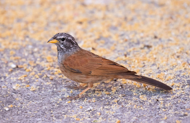 House Bunting - Marrakech, Morocco