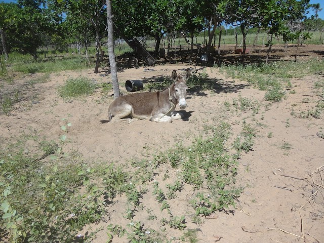  Apodi= Animal era mantido amarrado sem água e comida há quatro dias. 