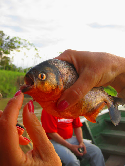 fishing on Amazon 