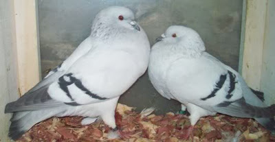 Czech Ice Pouter Pigeon