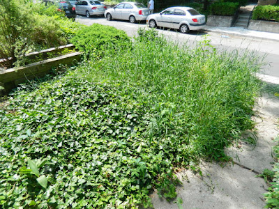 Palmerston Toronto Little Italy Front Garden Cleanup before by Paul Jung Gardening Services