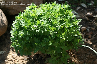 http://www.biodiversidadvirtual.org/herbarium/Chrysanthemum-sp.-img307055.html