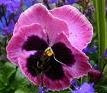 pansy