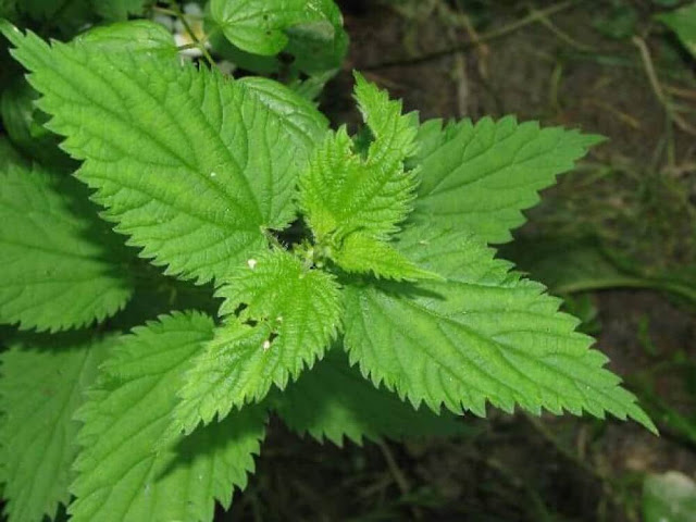 nettle is a plant that has been used since prehistoric times and it was used as food.according to iranian traditional medicine nettle is a hot and dry plant.