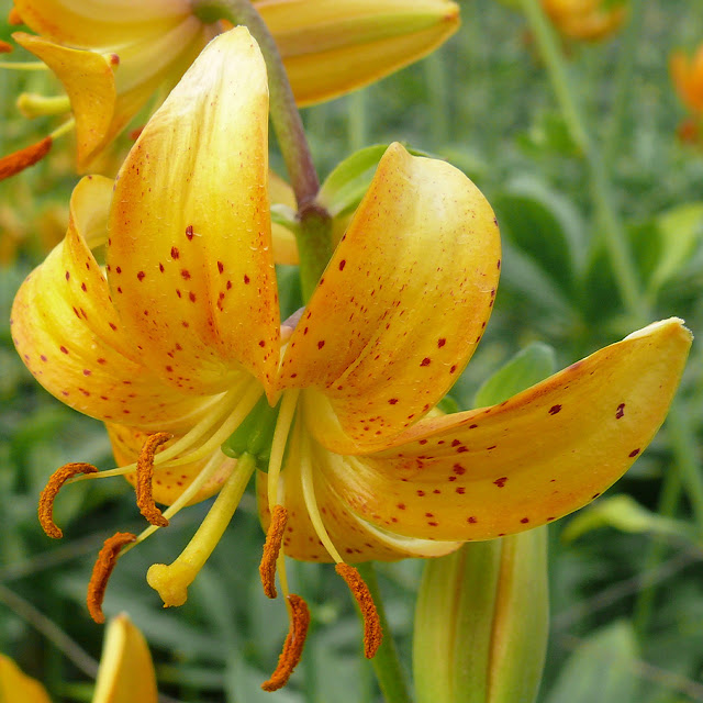 Лилия Хансона / Лилия Гансона (Lilium hansonii)