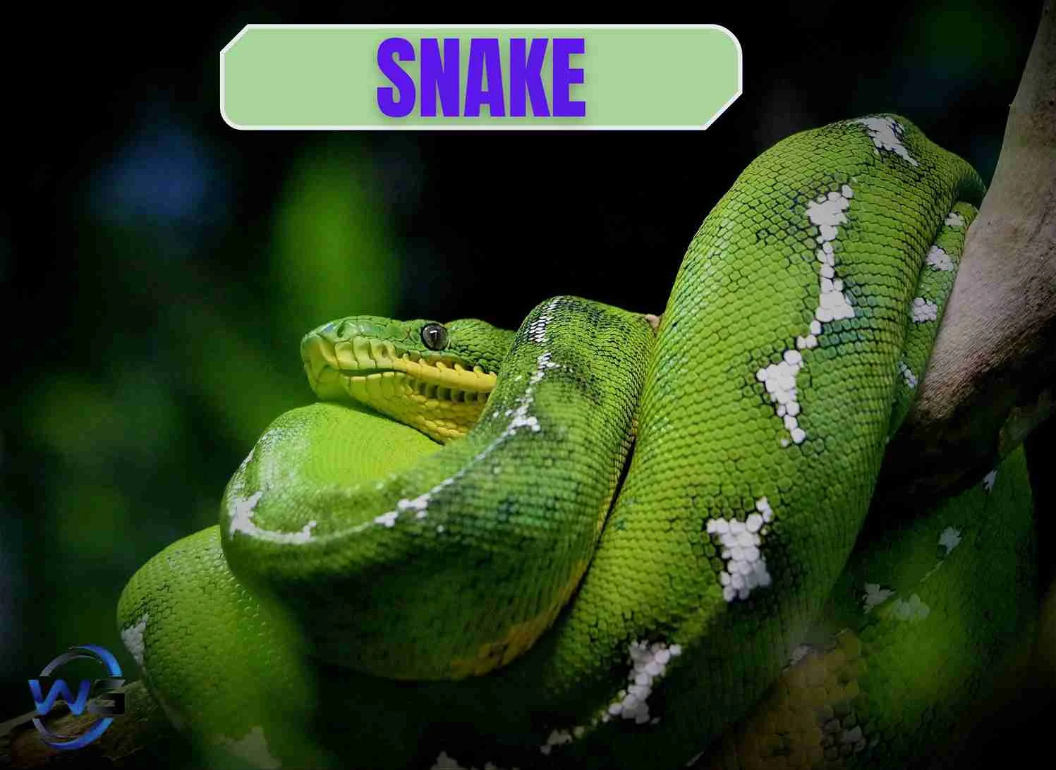 A close-up image of a green snake slithering on a tree branch in a forest.