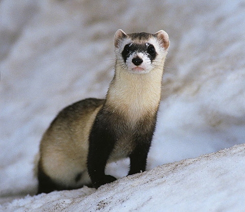 Black Footed Ferret