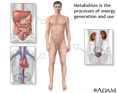 metabolisme melambat, apa itu metabolisme, metabolisme tubuh, metabolisme orang dewasa, alkohol, alur metabolisme, asupan gizi, diabetes, International Journal of Obesity, jaringan otot, kafein, kalori, kanker kulit, kekurangan kalsium, kepadatan tulang, lemak, menstruasi, metabolism, metabolisme, Metabolisme Anda Melambat, minum susu, proses metabolisme, protein, sinar matahari, vitamin D, waktu makan, yoghurt, zat besi