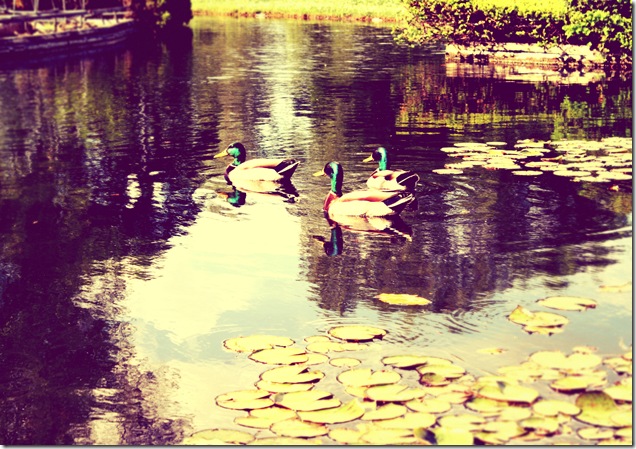 Ducks