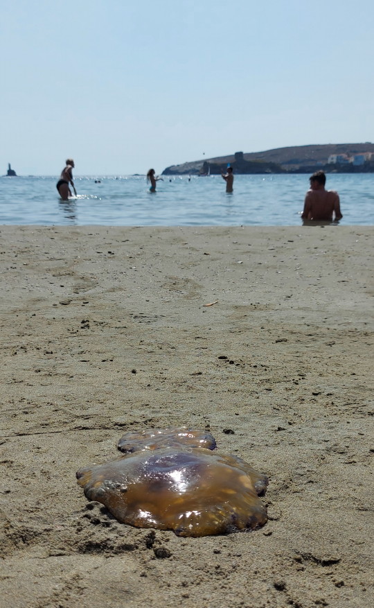 Μέδουσες, τσούχτρες, καλοσύνες