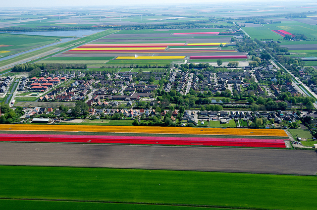 Fotos aéreas de plantações de tulipas na Holanda