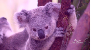 Koala cute Wallpaper HD quality status instagram facebook free download