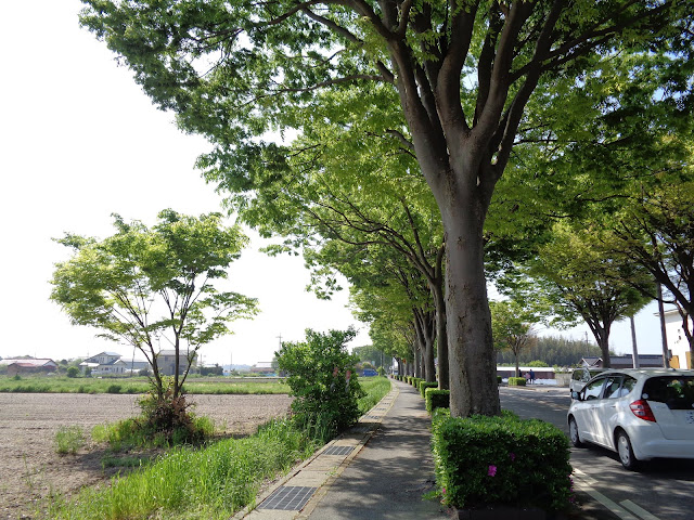 内浜産業道路のケヤキの街路樹