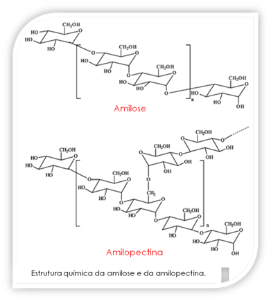 Amilose e amiloectina