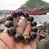 Gelang KAYU PAKIS NAGA 20 mm By Cafe Handycraft 