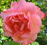 Beautiful Rose Flower Pictures (rose)