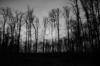 Czarno-biała fotografia natury
