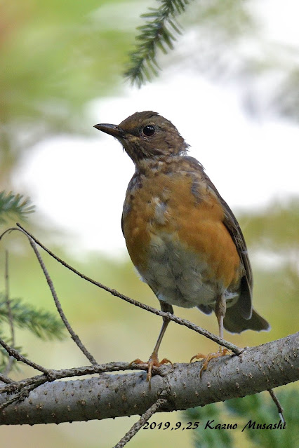 マミチャジナイの幼鳥