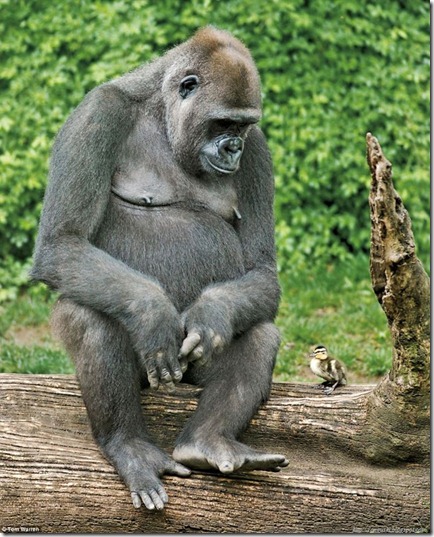 ape