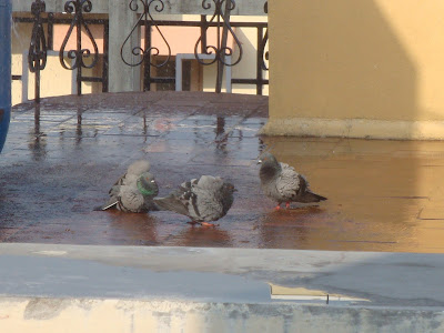 Pigeon Bath