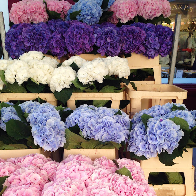 Hydrangeas at the Columbia Road Flower Market