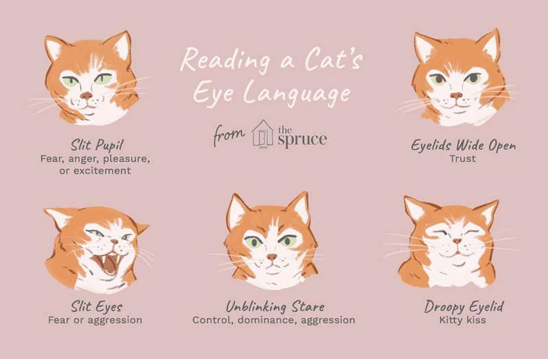 How to Understand and Read Your Cat's Eyes